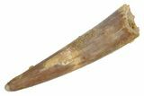Fossil Pterosaur (Siroccopteryx) Tooth - Morocco #235017-1